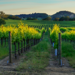 sunset-sonoma