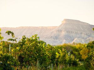 colorado-retirement-vineyard-wineries